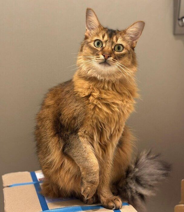 見つめるコンタくん