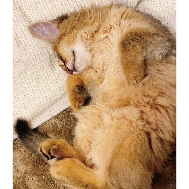 生後3カ月のころに撮影したコンタくん