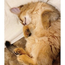 お腹丸出しで爆睡していた生後3カ月の子猫　大病を乗り越え、たくましく成長した4才の姿にほっこり