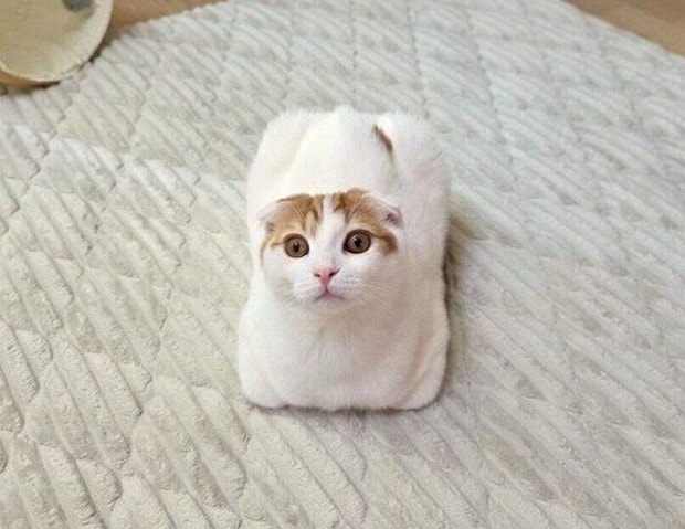 香箱座りをするスコティッシュフォールド