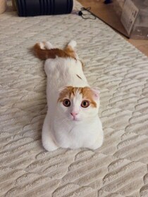 「おててないないのクセがすごい」　独特なポーズでくつろぐ猫の写真に約2万の“いいね”が集まり話題に