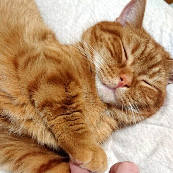 飼い主さんの手を握るマンチカン