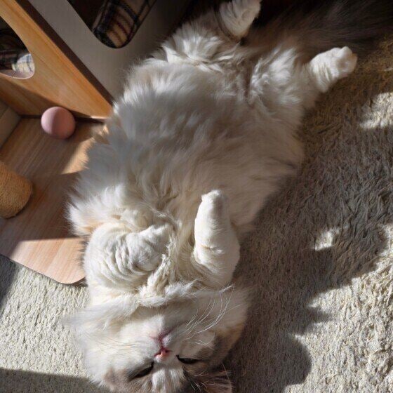 ヘソ天をするミヌエット