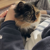 愛猫の健康長寿のために　“触れる”スキンシップで体の状態をチェックしよう