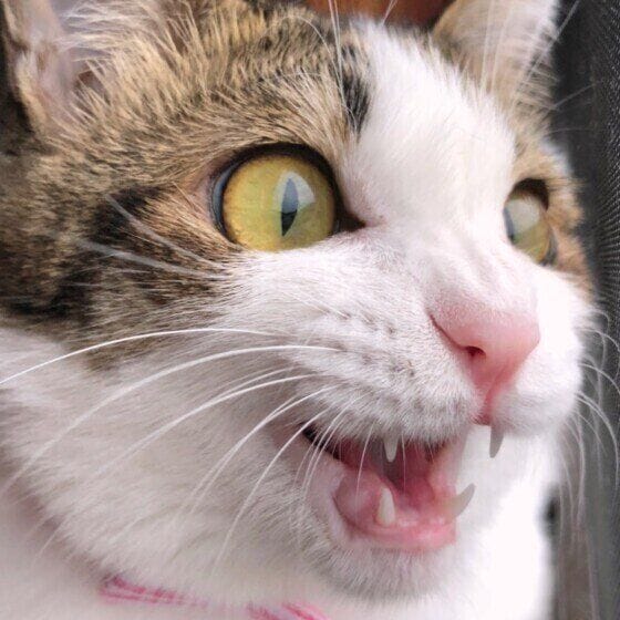 キジトラのれもんくん