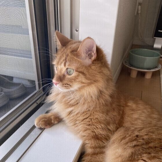 茶トラのベリルくん