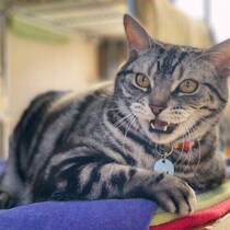 どうやって声を出しているの？しない猫もいる？　猫のクラッキングQ&A