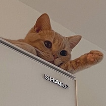 「チャンネル変えようとしてる!?」冷蔵庫の上で前足を伸ばし、リラックスするブリショー子猫にクスッ