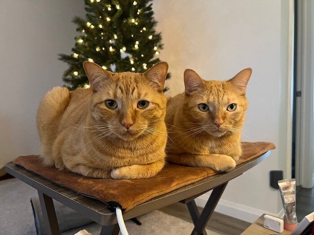 成長したコテツくん、トラくん