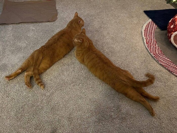 「おしりポンポン」を要求する2匹