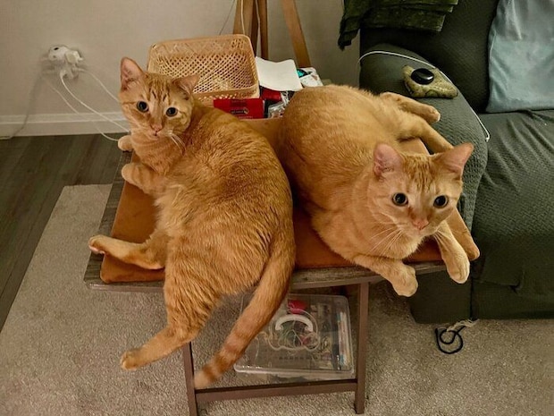 まったりする2匹