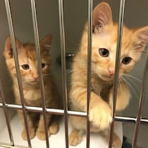 「引き離したらかわいそう」と兄弟で迎えた保護猫　6年後も仲良しな姿に「一緒に引き取って本当によかった」