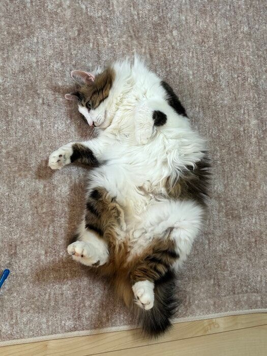 仰向けになっている猫