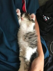 ゴミ捨て場で紐に絡まって動けなくなっていた保護子猫→8年後、ひたすら元気に成長した姿が「可愛くて仕方ない」