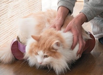 週イチ＆月イチでじっくり“触れて”　スキンシップの延長で行う猫の健康チェック