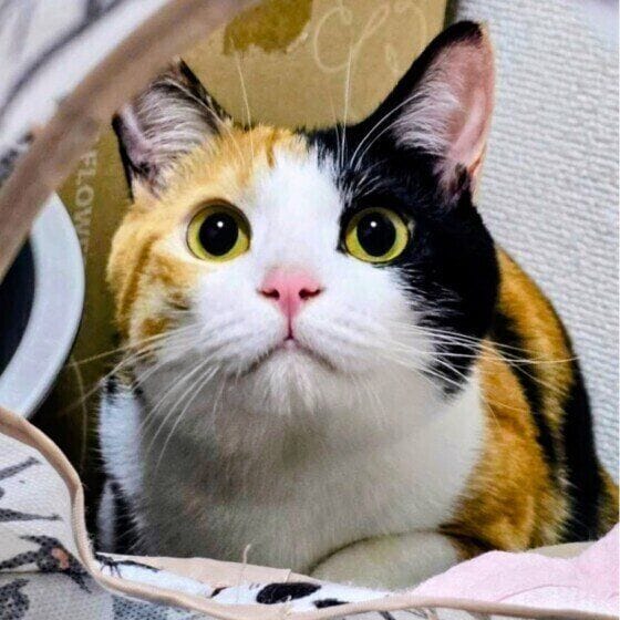 猫じゃらしを見つめるミケ猫