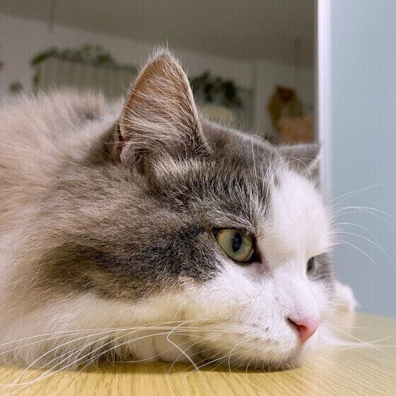 あごをつけて寝そべる猫