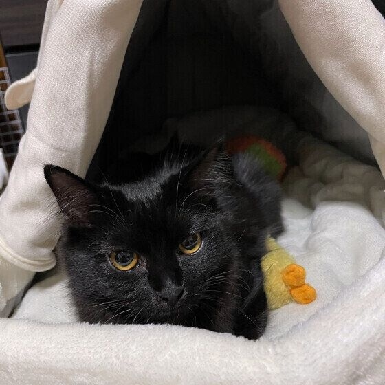 猫ベッドでくつろぐ黒猫