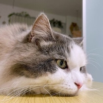 春になると猫も花粉症になる!?　猫の花粉トラブルを予防する方法