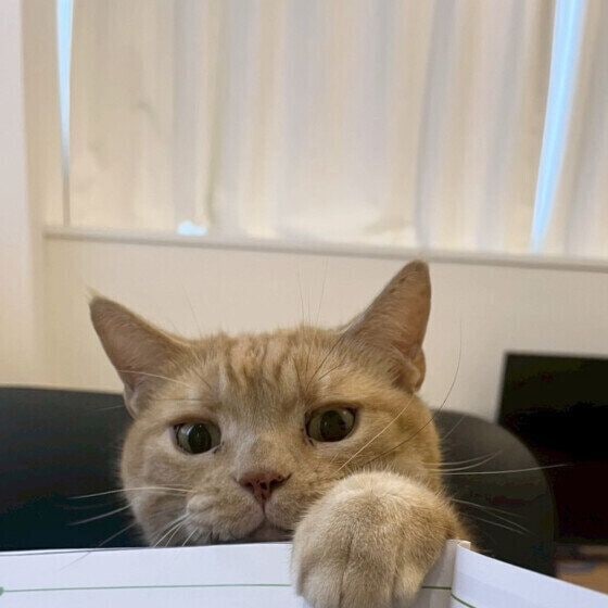 アメリカンショートヘアのペイくん