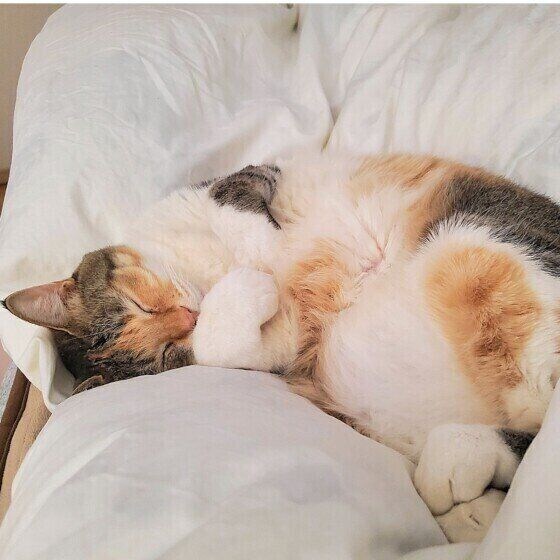 飼い主さんに甘えるまといちゃん