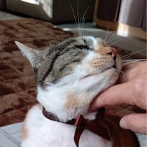 なぜ私たちは猫といるとこんなに幸せなの？ふれあいがもたらす幸福の理由