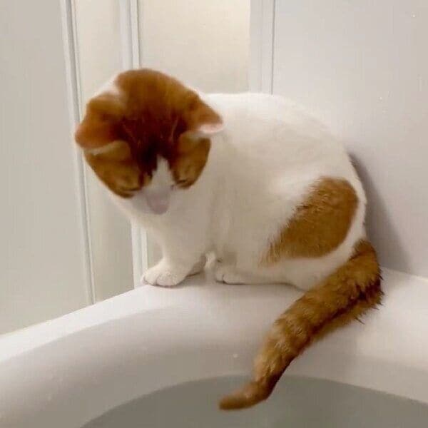 しっぽが濡れても気にならないもち丸くん