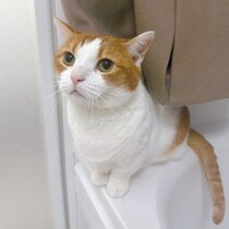 外出前のコートの「猫毛対策」は万全のはずが→猫のほうが一枚上手！　真顔でくつろぐ姿に完敗