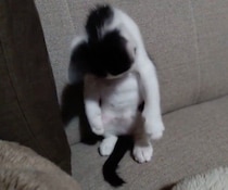 自分のしっぽに初めて気づいた保護子猫　ソファの上でペンギンのような姿で困惑する様子にクスッ