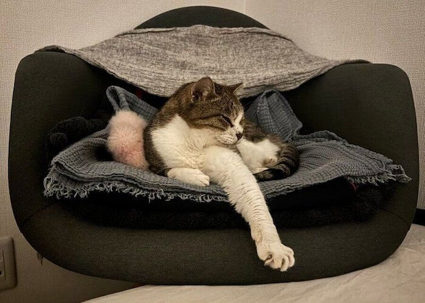 リラックスしている様子のぽぬちゃん