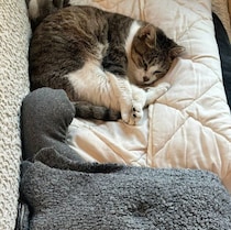 ブランケットにかわいい足跡を発見！　ふだんはおしゃべりな猫の無言の視線に「起こしてごめん」