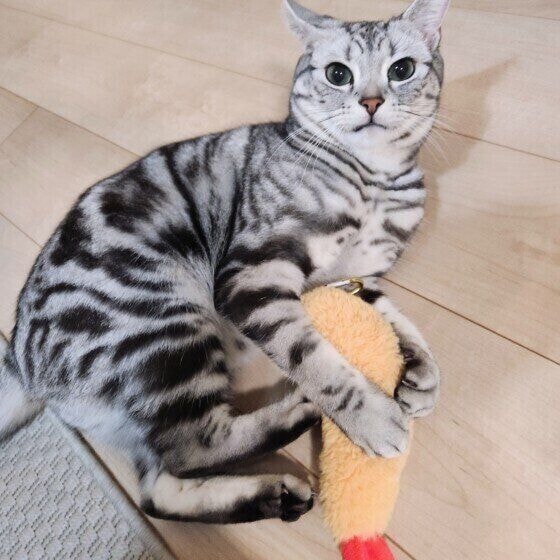 おもちゃで遊ぶアメリカンショートヘア