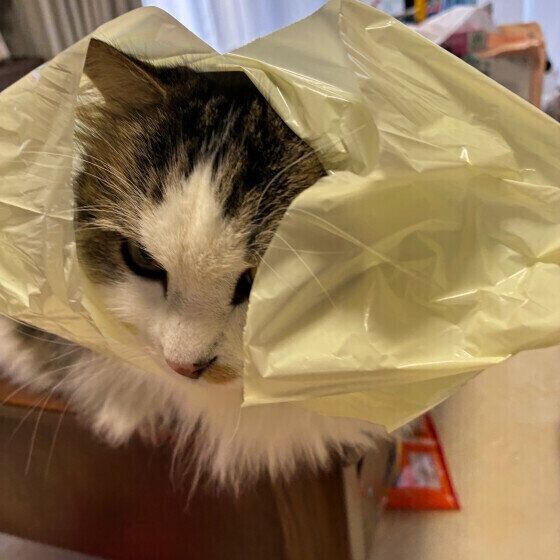 袋の中に入って遊ぶマンチカン