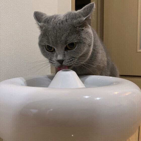 水を飲むブリティッシュショートヘア