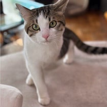 猫の不調は行動やしぐさにあらわれやすい　“目で見る”健康チェックのポイントとは