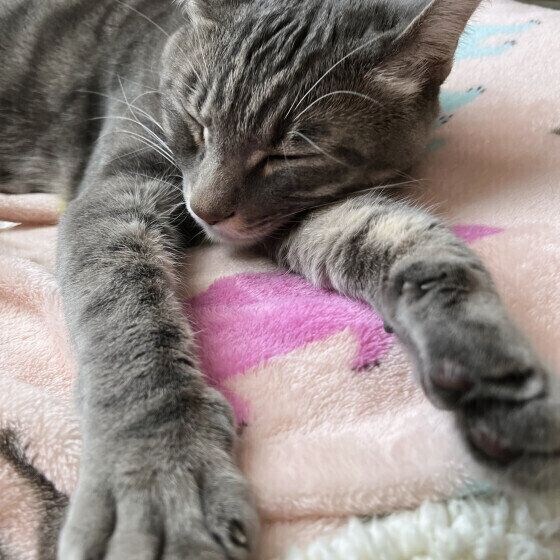 手を前に出して寝るサバトラ猫