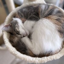 春先の寝床の寒さがストレスに！愛猫の安眠を守るための寒暖差対策