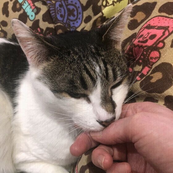 あごのせする黒白猫