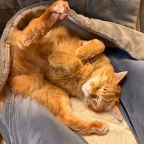 猫が「心を許す人」はどんな人？　飼い主さんの体験談＆獣医師解説