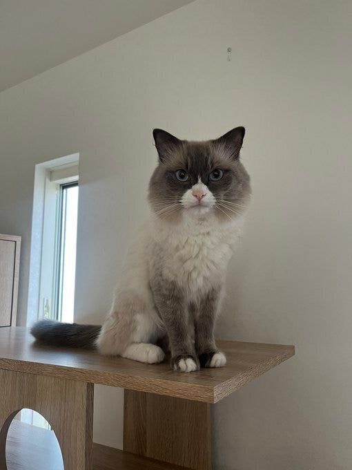 飼い主を見るラグドール