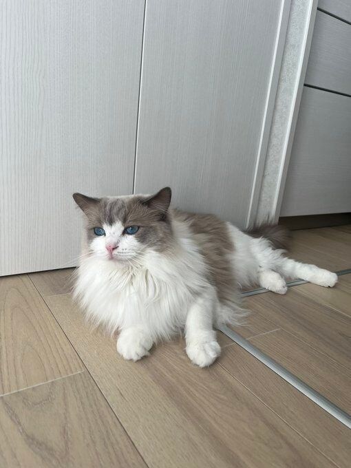 くつろいでいるラグドール