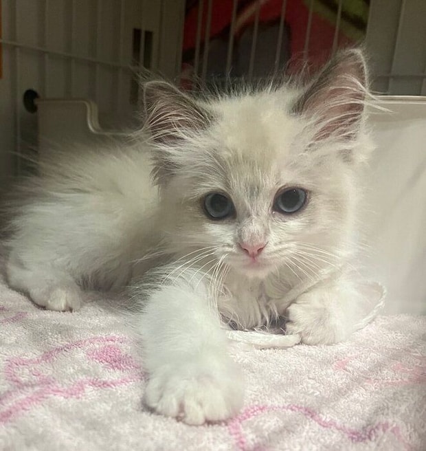 生後2カ月のラグドール