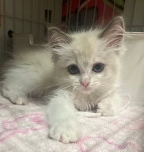 毛色がほぼ真っ白だった生後2カ月の子猫→約2年後、M字の模様が特徴的な姿に成長！