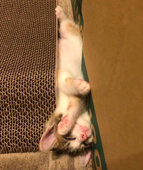 隙間で眠るクッキーちゃん