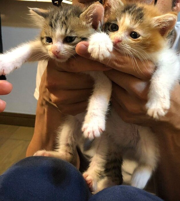 抱っこしてもらうクッキーちゃん、クラッカーちゃん