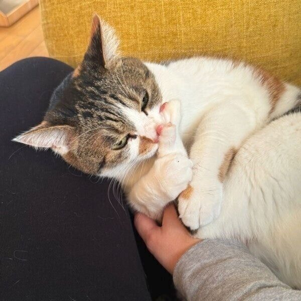 セルフで足ちゅぱをするクッキーちゃん