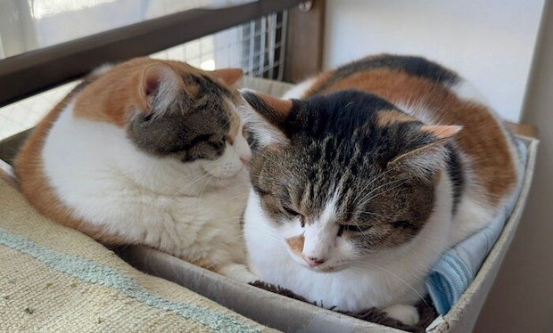 一緒に箱に入るクッキーちゃんとクラッカーちゃん