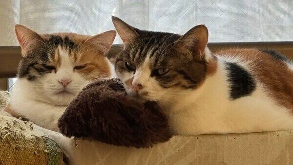 一緒にくつろぐクッキーちゃんとクラッカーちゃん