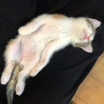 道路で見つけて保護した“毛玉のような子猫”→膝の上で野生を失う！　6年後は「いないと困る存在」に