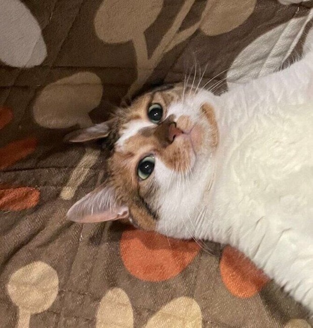 仰向けに寝る猫